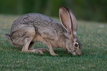 Antelope Jackrabbit
