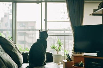 Domestic cat at cozy contemporary apartment living room interior vintage style.