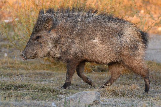 Javelina