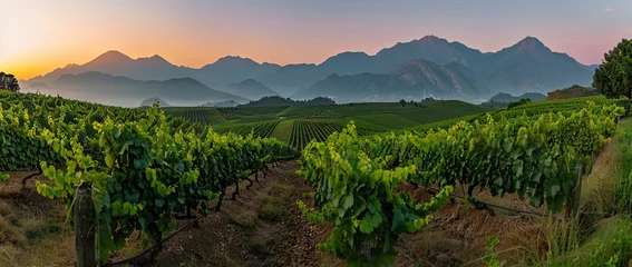 Fotobehang Extra wide panoramic shot of a summer vineyard shot at sunset. AI generated illustration © Or
