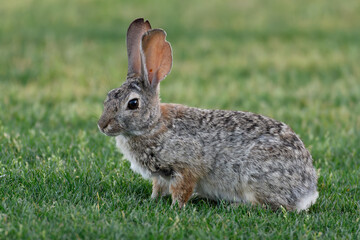 Desert Cottontail Rabbit