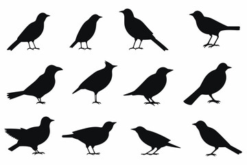 Vector Set Collection of Bird Silhouettes