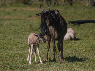 Newborn gnu calf bonds with mother, Masai Mara, Kenya