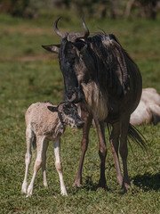 Newborn gnu calf bonds with mother, Masai Mara, Kenya