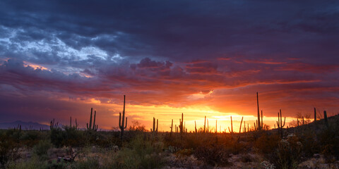 Arizona Sunset With Saguaros