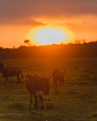 Wildebeest herd at sunset in the Masai Mara, Kenya