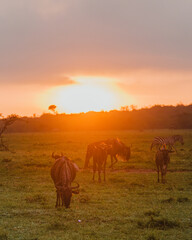 Fototapeta na wymiar Wildebeest herd at sunset in the Masai Mara, Kenya