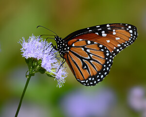 Queen Butterfly On Blooms