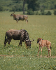 Wildebeest calf observing while adult grazes in Masai Mara