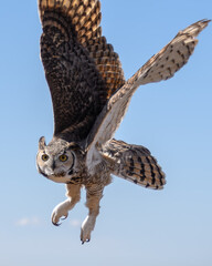 Great Horned Owl Taking Off - obrazy, fototapety, plakaty