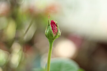 Close up pink rose bud growing in garden. 