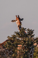 Curious giraffe peeking through acacia branches at dawn in Ol Pejeta