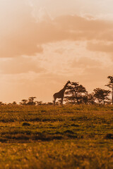 Lone giraffe against a fiery sunset sky in Ol Pejeta Conservancy