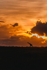 Obraz premium Giraffe silhouettes beneath a dramatic sunset sky in Ol Pejeta