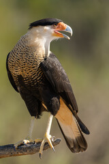 Caracara Sitting On Branch