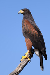 Harris's Hawk Sitting On Branch