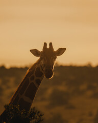 Giraffe silhouette against a golden sunset, Ol Pejeta, Kenya