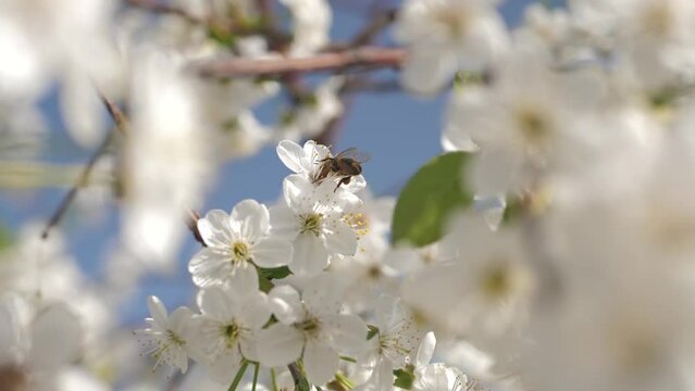 looking up a worker honey bee collects honey from the white flowers of a fruit tree and flies away. Spring flowering fruit trees are pollinated by bees. Flower spring honey