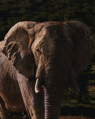 Intimate portrait of an elephant's gaze, Masai Mara, Kenya