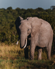 Fototapeta na wymiar Sun-kissed elephant wanders in Ol Pejeta, Kenya