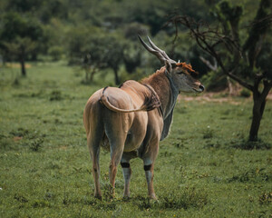 Naklejka na ściany i meble Solitary eland in the verdant Masai Mara savannah