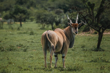 Naklejka na ściany i meble Solitary eland looks back in the verdant Masai Mara savannah