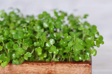 Fototapeta premium Macro shot of vibrant mustard microgreens in a biodegradable container, a nutritious addition to any diet.
