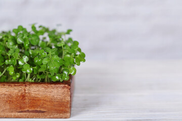 Close-up of vibrant mustard microgreens, perfect for adding freshness to salads and sandwiches.