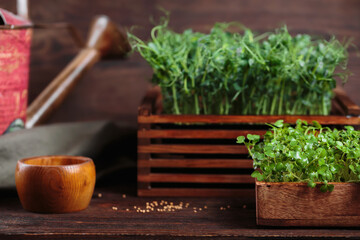 Fototapeta premium Mustard microgreens grown at home, showcasing sustainable living and urban gardening trends.