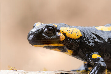 closeup of fire salamander in natural habitat - 793218563
