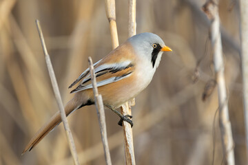 male bearded reedling perched on reed twig - 793218704