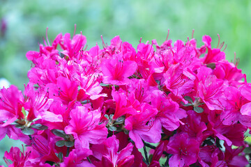 pink Rhododendron molle flowers