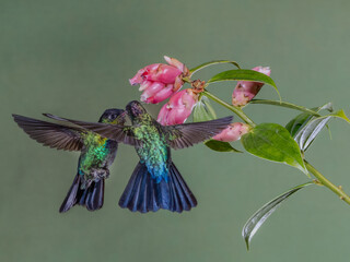 Fototapeta premium Hummingbirds feeding on flowers