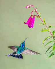 Hummingbirds feeding on flowers
