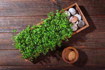 Fototapeta premium Freshly grown mustard microgreens in a rustic wooden box on wooden background, a healthy superfood concept.