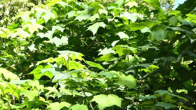 Hibiscus indicus. Hibiscus is a genus of flowering plants in the mallow family, Malvaceae. Other names include hardy hibiscus, rose of sharon, and tropical hibiscus.