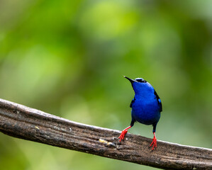 Obraz premium The beautiful Red-legged Honeycreeper in Costa Rica, with vibrant blue body and black wings