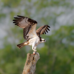 Osprey taking flight with fish in claws