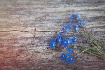 Vergissmeinnicht mit Holz Hintergrund  - Blume - Ecology - Frühling - Springtime- Spring -...