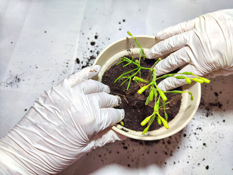 Transplanting a Young Flower Into a New Pot at Home. Hands in gloves placing a young plant ripsalis, hatiora nto a pot with fresh soil