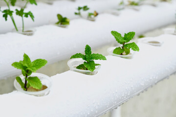 Mint plant growing in hydroponics. Sustainable hydroponic agriculture for future food.