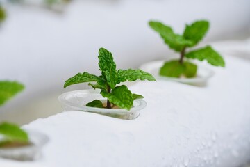 Mint plant growing in hydroponics. Sustainable hydroponic agriculture for future food.
