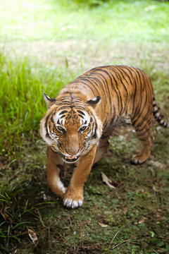 tiger in the zoo