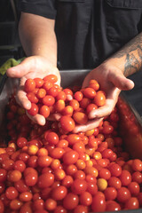 Hands and tomato