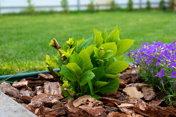 Young hydrangea macrophylla bush decorated with garden bark with green lawn behind. Landscape decoration. Features of hydrangea macrophylla growing. Mulching in landscape design.