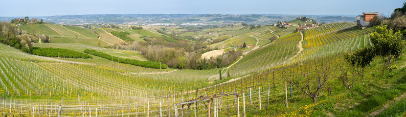Amazing landscape of the vineyards of Langhe in Piemonte in Italy during spring time. The wine...