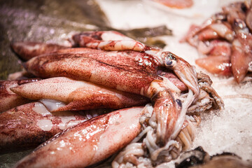 Close up, macro. Fresh squid on crushed ice.