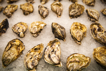 Fresh oysters on ice.
