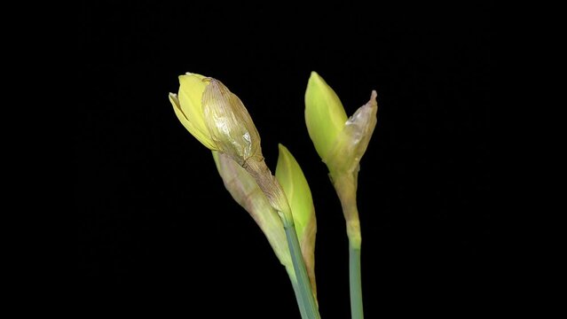 Opening of narcissus flower buds. Time lapse