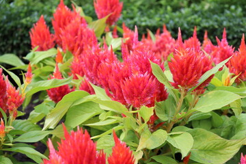 Celosia plumosa flower or pampas plume cerosia flowers blooming in the garden.